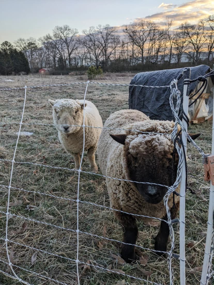 Two sheep in electric fence netting on the farm at sunrise, a tarp shelter visible behind the fence, January 2025