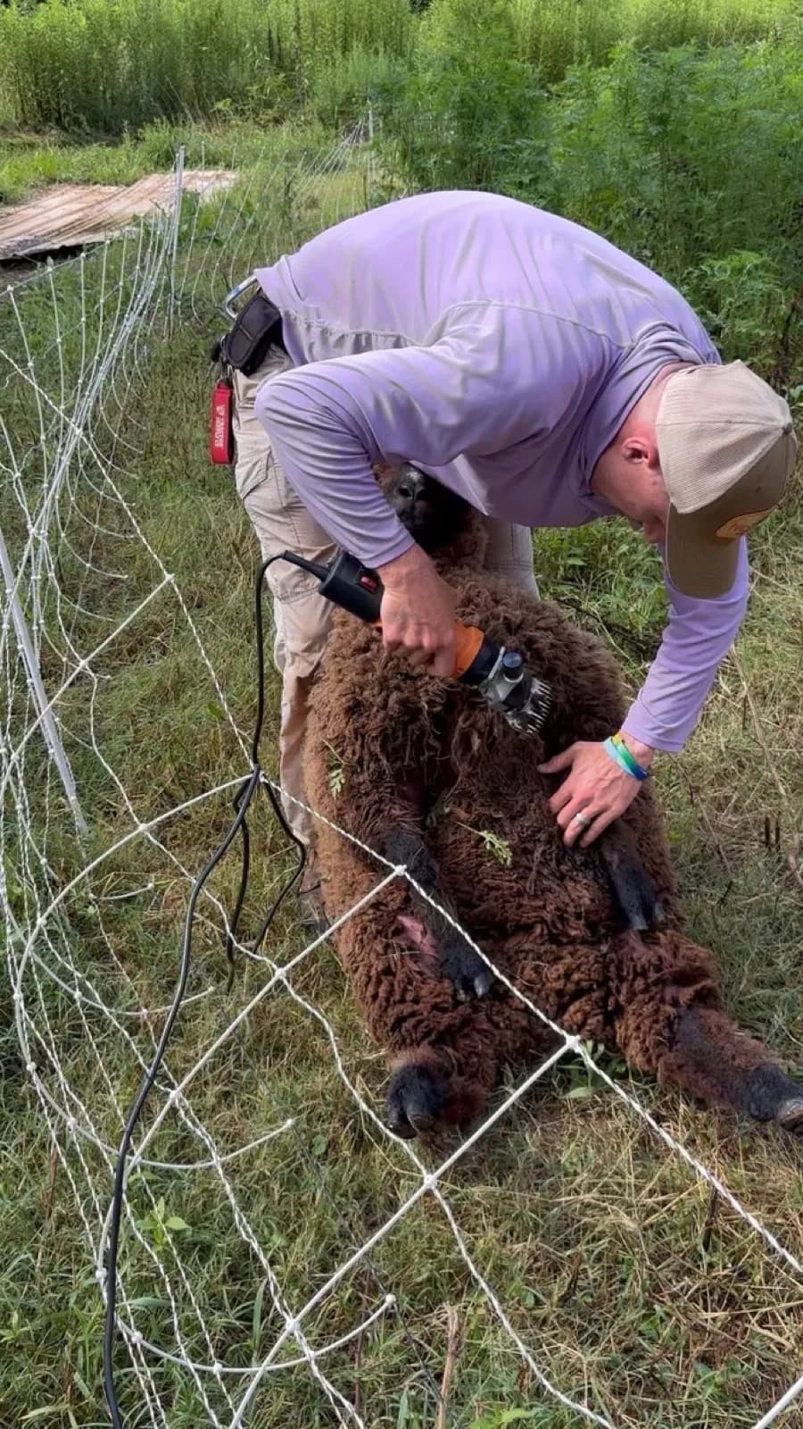 Matt Headley shearing a babydoll sheep