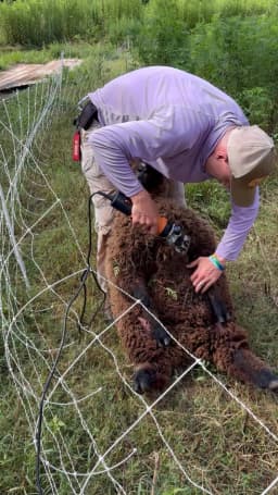 Matt Headley shearing a babydoll sheep
