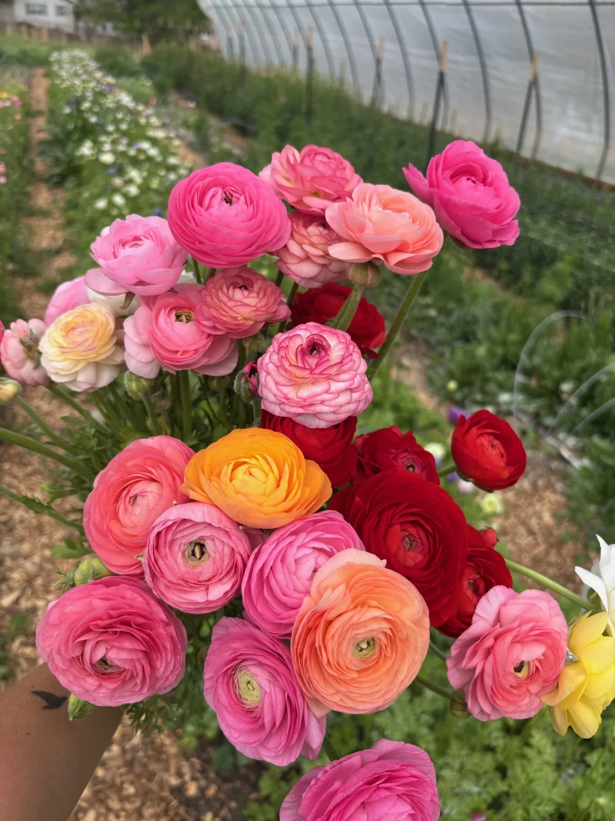 Ranunculus bouquet at Headley Flower Farm