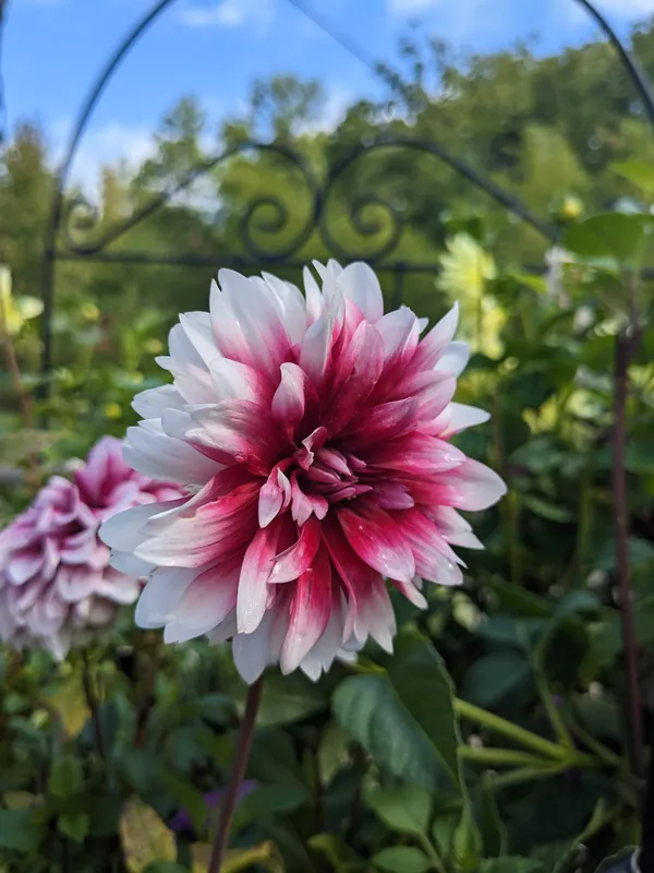 A dinner plate dahlia in full bloom at Longleaf Botanical Gardens, white petals bleeding into deep magenta at the center, framed by a wrought iron garden arch