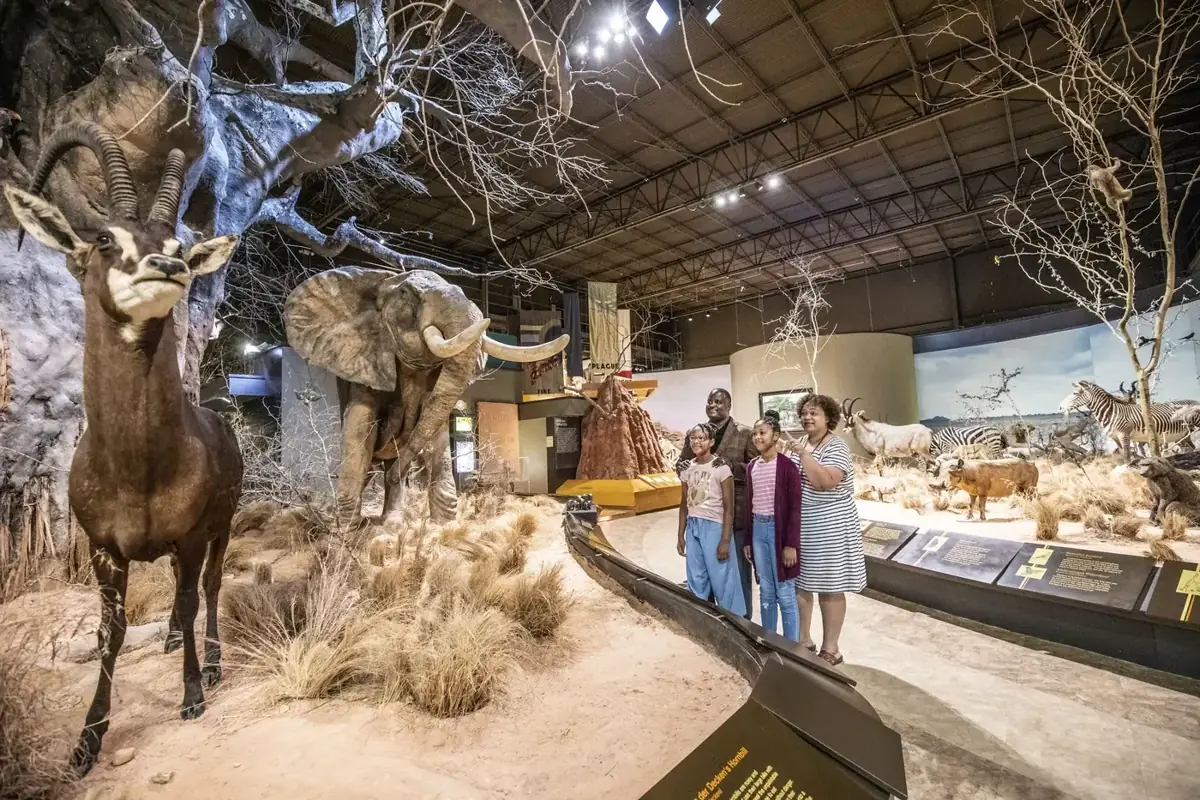 African savanna diorama at the Anniston Museum of Natural History
