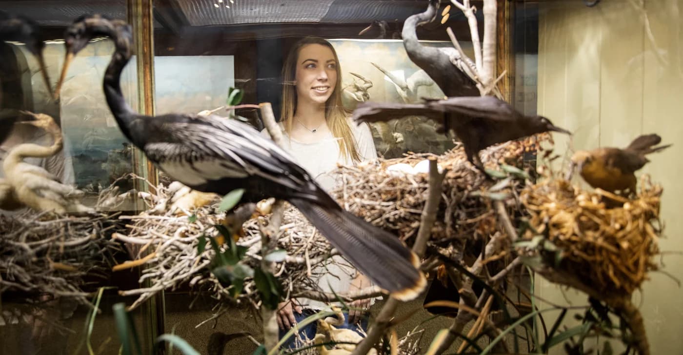 Bird exhibit at the Anniston Museum of Natural History