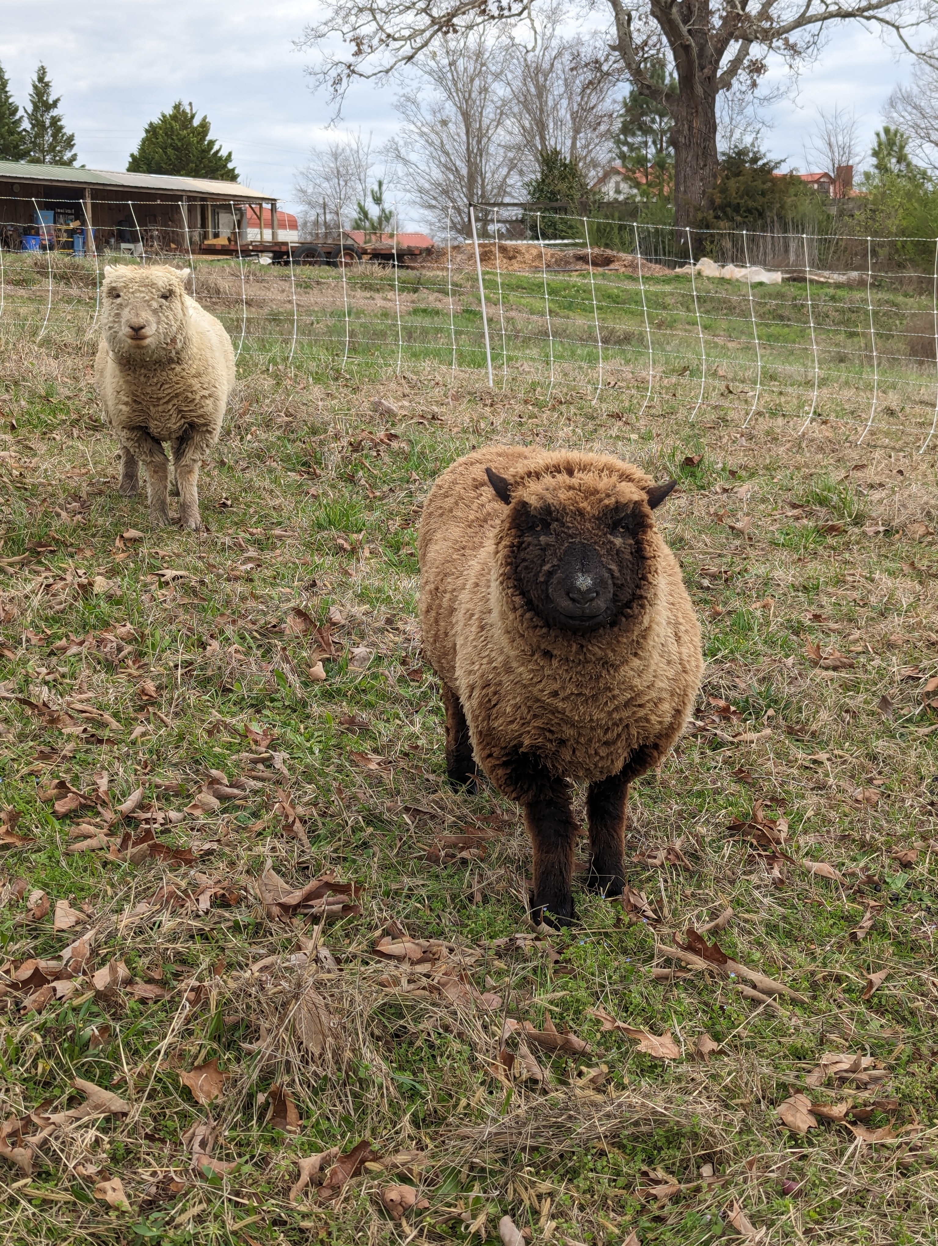 Silver and Shadow, the Headley family's babydoll sheep, spring 2024