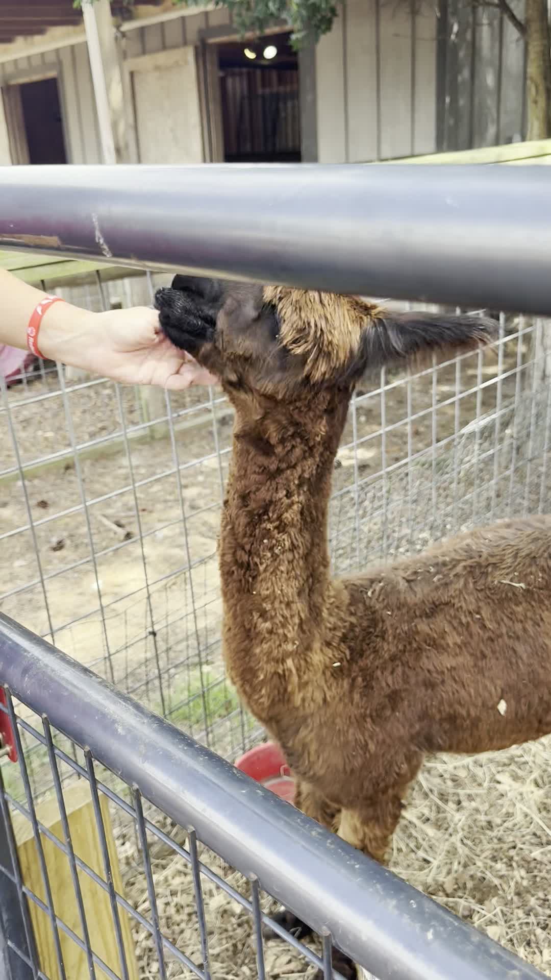 Alpaca being fed through the fence