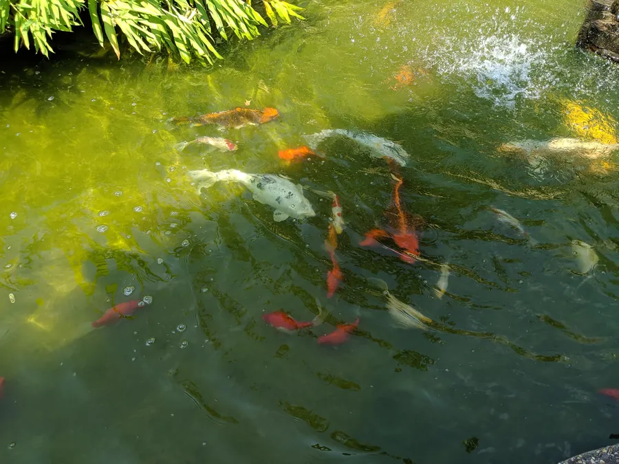 Koi swimming in a sun-dappled pond at the Anniston Museum of Natural History gardens