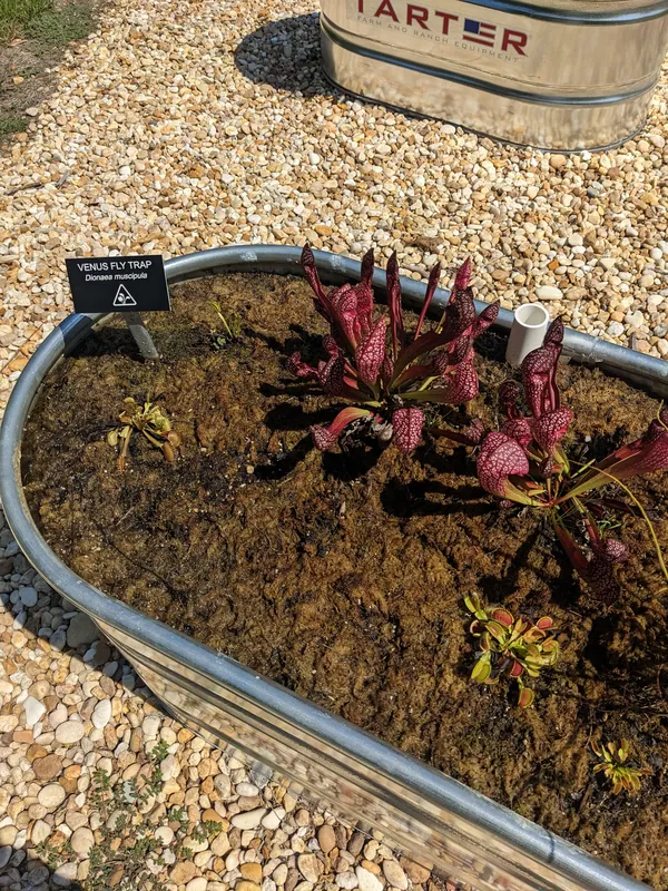 Venus flytrap and pitcher plants in a raised bed at Longleaf Botanical Gardens