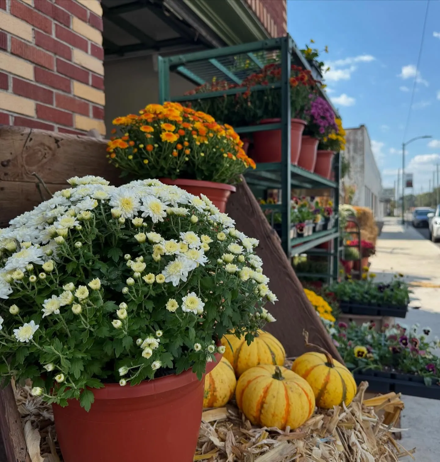 Potted fall mums and small pumpkins arranged on hay bales in front of the Downing and Sons plant rack on Gurnee Avenue in Anniston, with the street visible behind