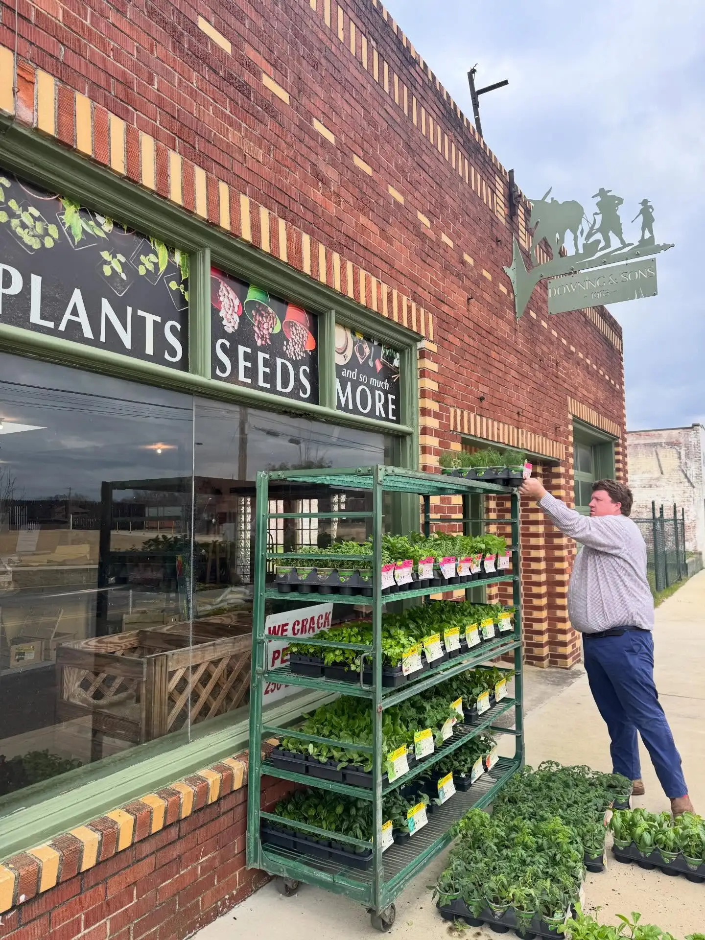 Lewis Downing setting plants out on the display rack in front of Downing and Sons on Gurnee Avenue