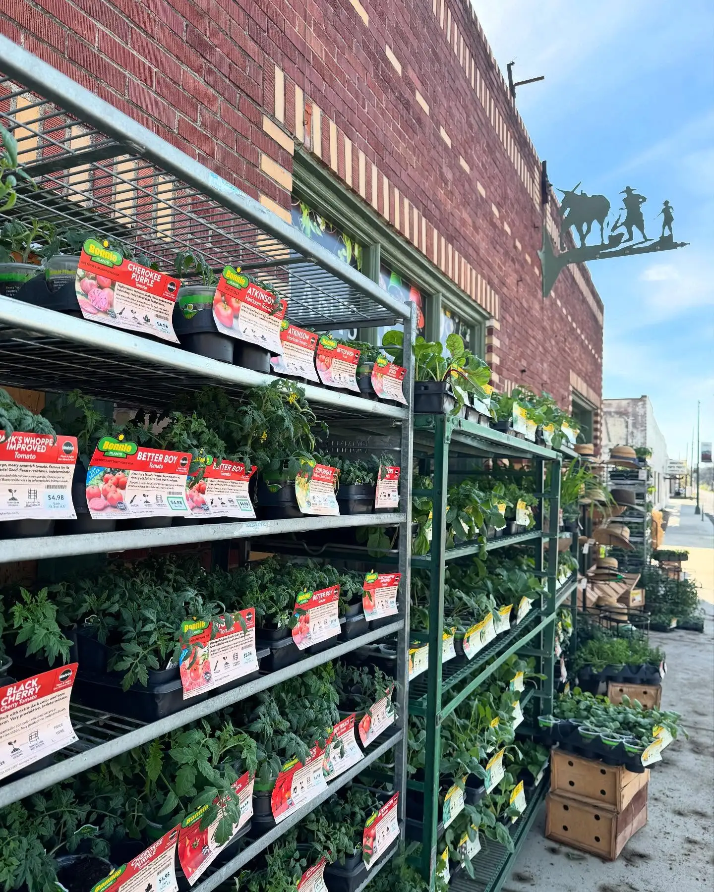 Rows of tomato and vegetable starts in small pots filling the outdoor rack along the brick wall of Downing and Sons, with the store's silhouette cowboy sign visible above