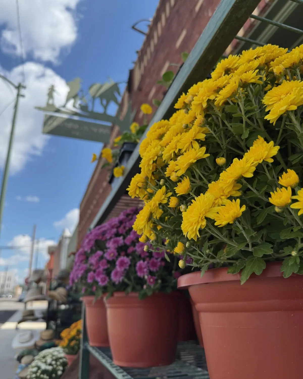 Yellow and purple potted mums on the outdoor rack in front of Downing and Sons, with the store's silhouette sign of a farmer and mule against an open blue sky