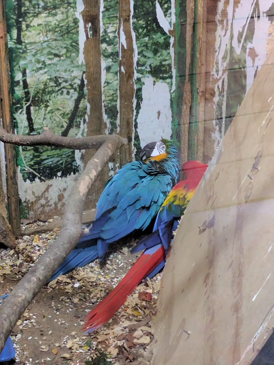 A blue and gold macaw at the Noccalula Falls Park animal habitat